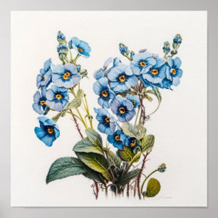 Blue Primrose Flowers Art Print Poster