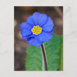 Blue Primrose Postcard