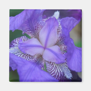 Blue Purple Iris Flower Magnet