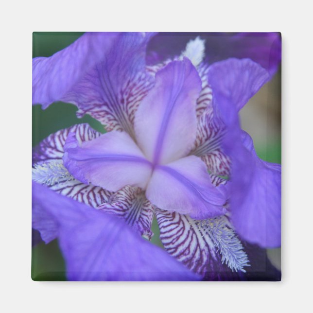 Blue Purple Iris Flower Magnet (Front)