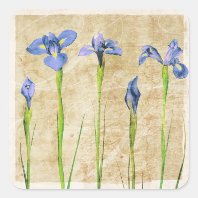 Blue Purple Iris Flowers Brown Background Floral Square Sticker (Front)
