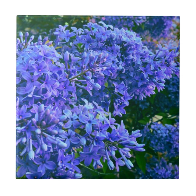 Blue purple lilacs romantic blue floral photo ceramic tile (Front)