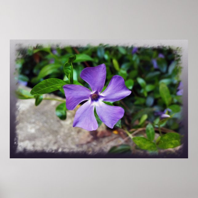 Blue purple petals poster (Front)