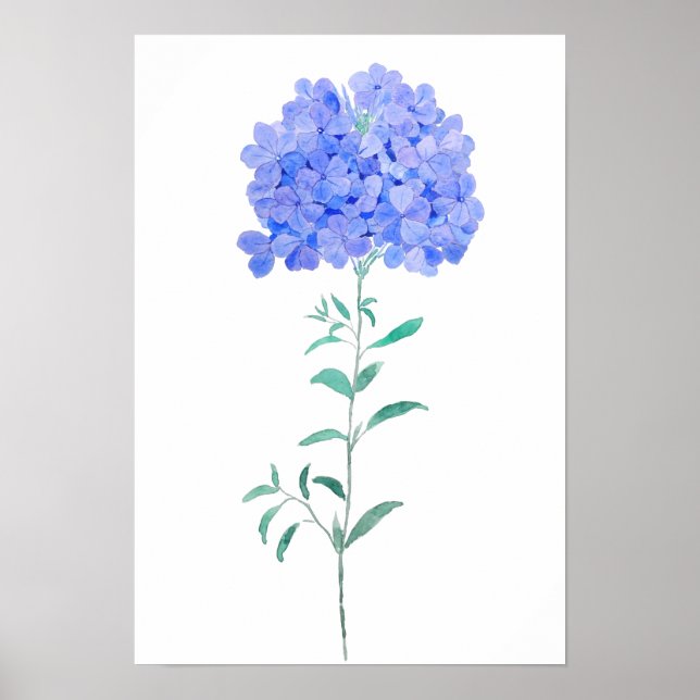 blue purple Plumbago auriculata flower water colou Poster (Front)