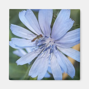 Blue Radicchio Flower N Bee Magnet