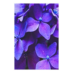 BLUE RED HYDRANGIA Photo Enlargement Print