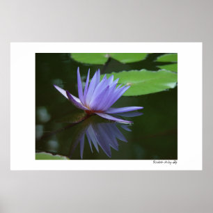 Blue Reflections Poster