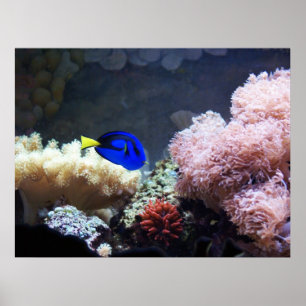 Blue Regal Tang Poster