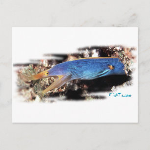 Blue Ribbon Eel Postcard