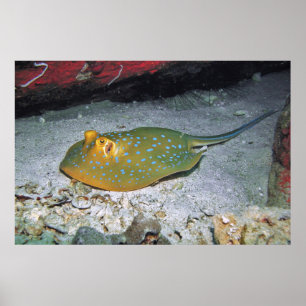 Blue Ribbon Tail Stingray Poster