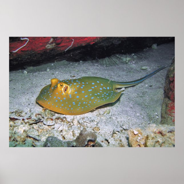 Blue Ribbon Tail Stingray Poster (Front)