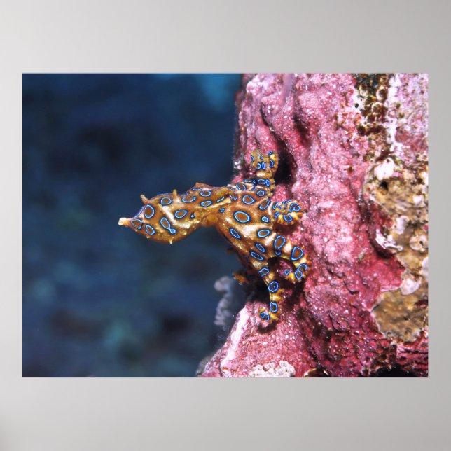 Blue Ringed Octopus Poster (Front)