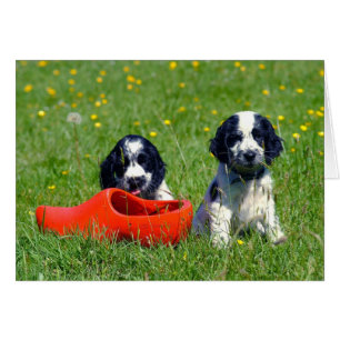 Blue Roan Cocker Spaniels