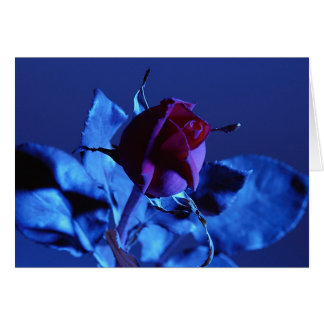 Blue Rose