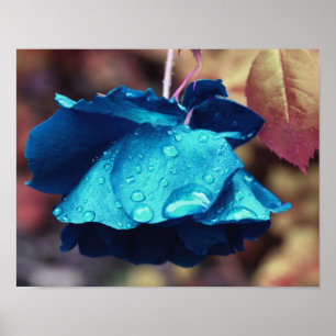 Blue Rose Lingering Raindrops Abstract Flower Art Poster