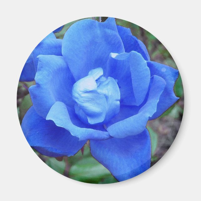 Blue Rose magnet (Front)