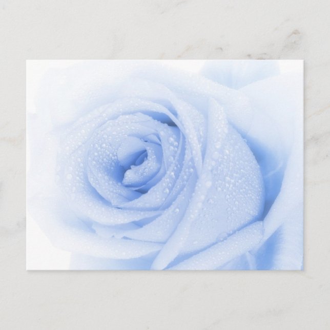 Blue rose postcard (Front)
