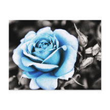 Blue rose