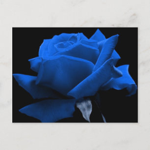 Blue Rose Postcard