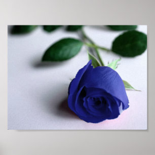 Blue Rose - Poster