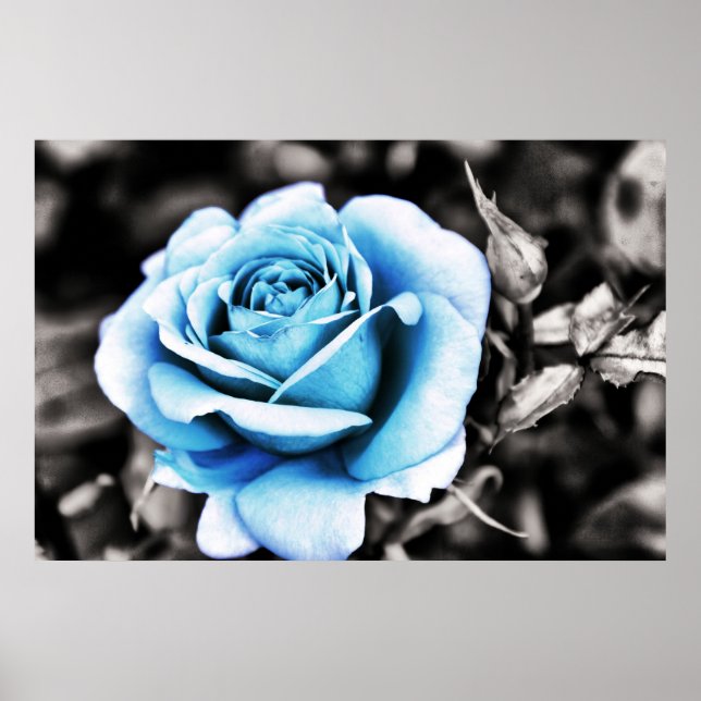 Blue rose poster (Front)