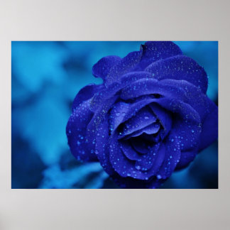 Blue Rose Poster