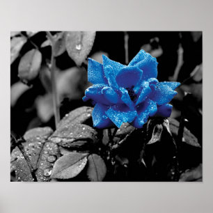 Blue Rose selective colour photo Poster