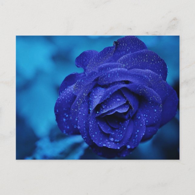Blue Rose with Dew Drops Postcard (Front)