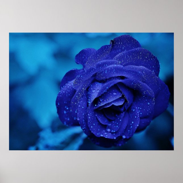 Blue Rose with Dew Drops Poster (Front)