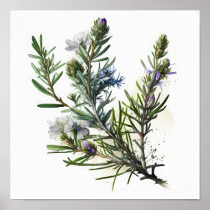 Blue Rosemary Flowers Art Print Poster