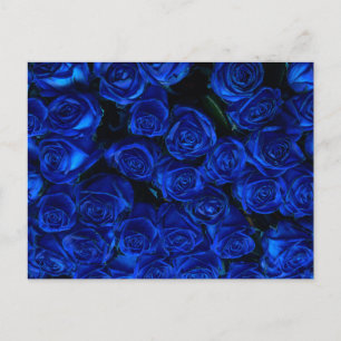 Blue Roses Postcard