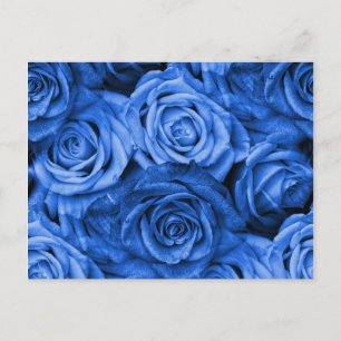 Blue Roses Postcard