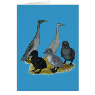 Blue Runner Duck Family