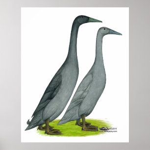 Blue Runner Ducks Poster