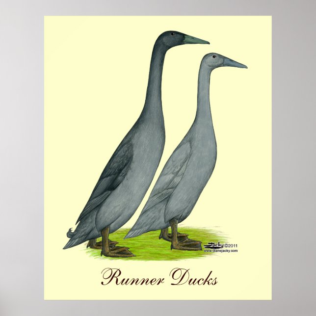Blue Runner Ducks Poster (Front)