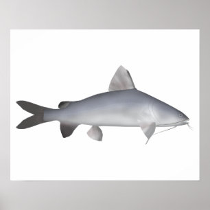 Blue Salmon Catfish Poster