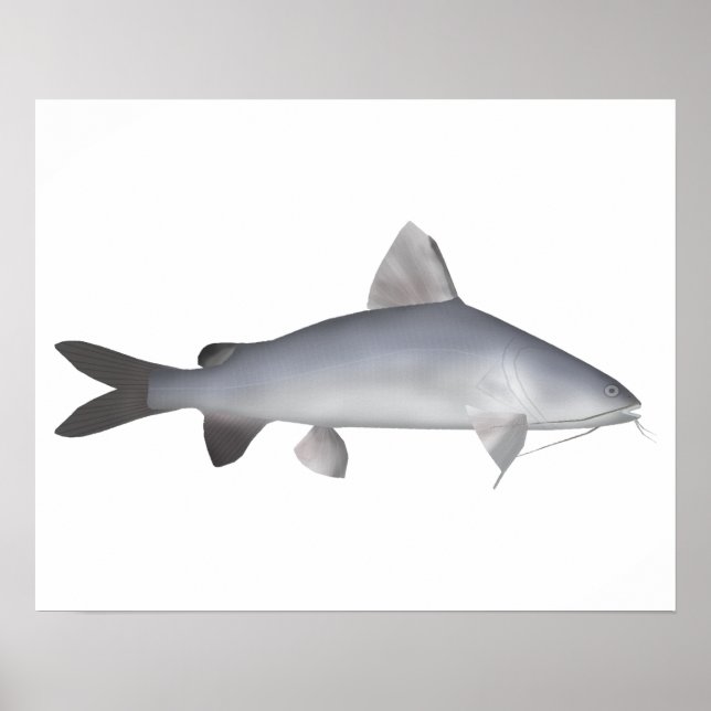 Blue Salmon Catfish Poster (Front)