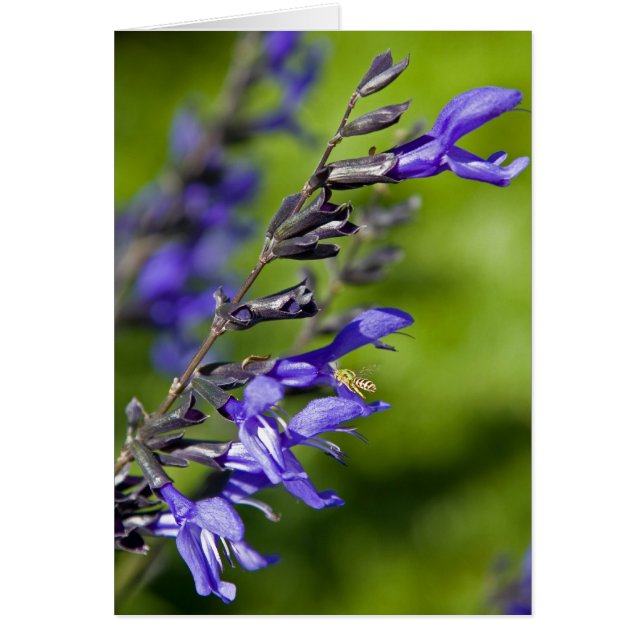 Blue Salvia (Front)