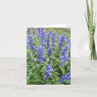 Blue Salvia garden flowers blank note card