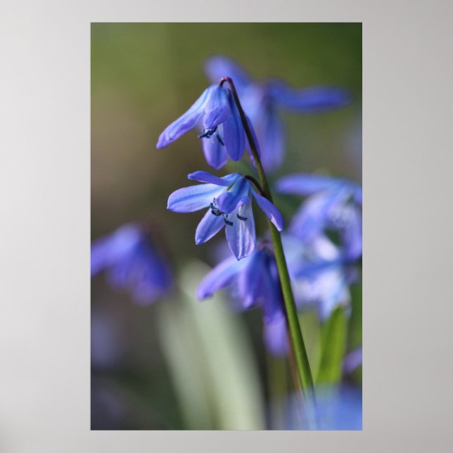 Blue Scilla siberica (Wood Squill) Flowers Poster (Front)
