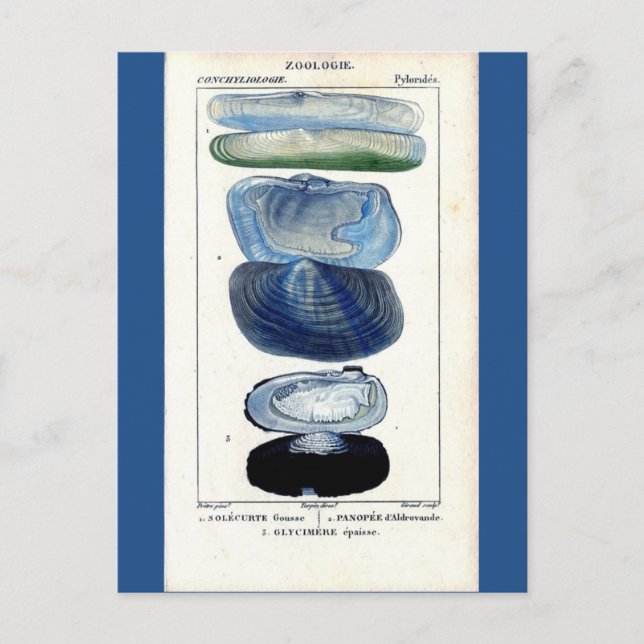 blue seashells vintage botanical French beach art Postcard (Front)