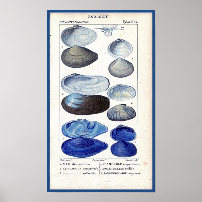 blue seashells vintage botanical French ocean art Poster (Front)