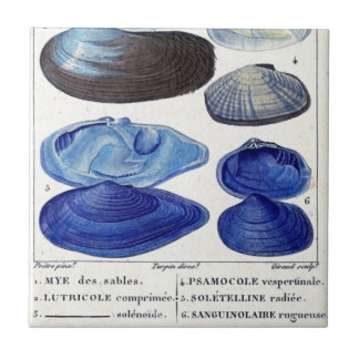 blue seashells vintage botanical French ocean art Tile