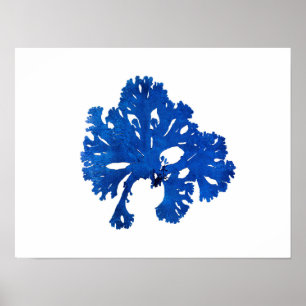 Blue Seaweed #9 42x32 cm Blue coastal decor