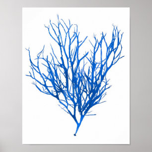 Blue Seaweed Print No. 10 Coastal Botanical Print.