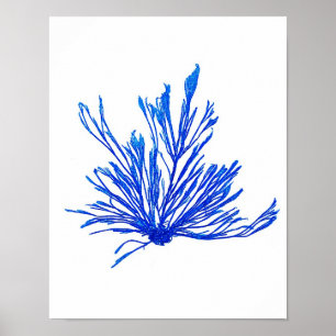 Blue Seaweed Print No. 1 Coastal Botanical Print.