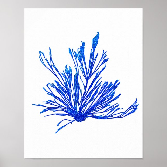 Blue Seaweed Print No. 1 Coastal Botanical Print. (Front)
