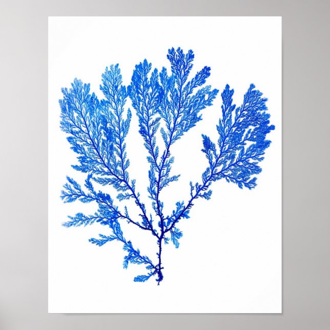 Blue Seaweed Print No. 3 Coastal Botanical Print. (Front)