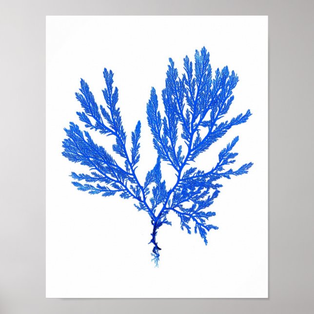 Blue Seaweed Print No. 4 Coastal Botanical Print. (Front)