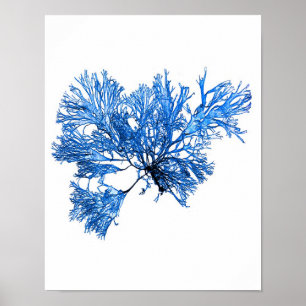 Blue Seaweed Print No. 6 Coastal Botanical Print.
